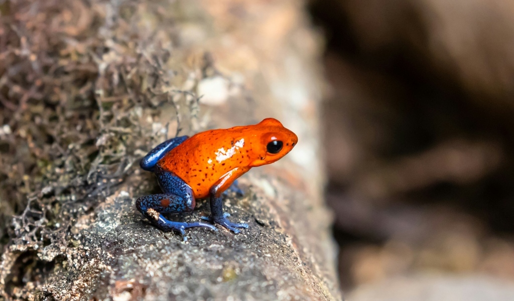 Красная лягушка с синими лапками  на камне