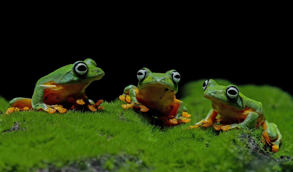 Три зеленые лягушки сидят на зеленом мху