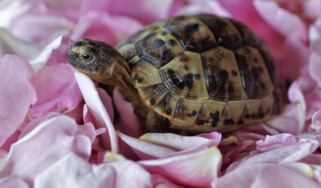 Черепаха с розовыми лепестками розы