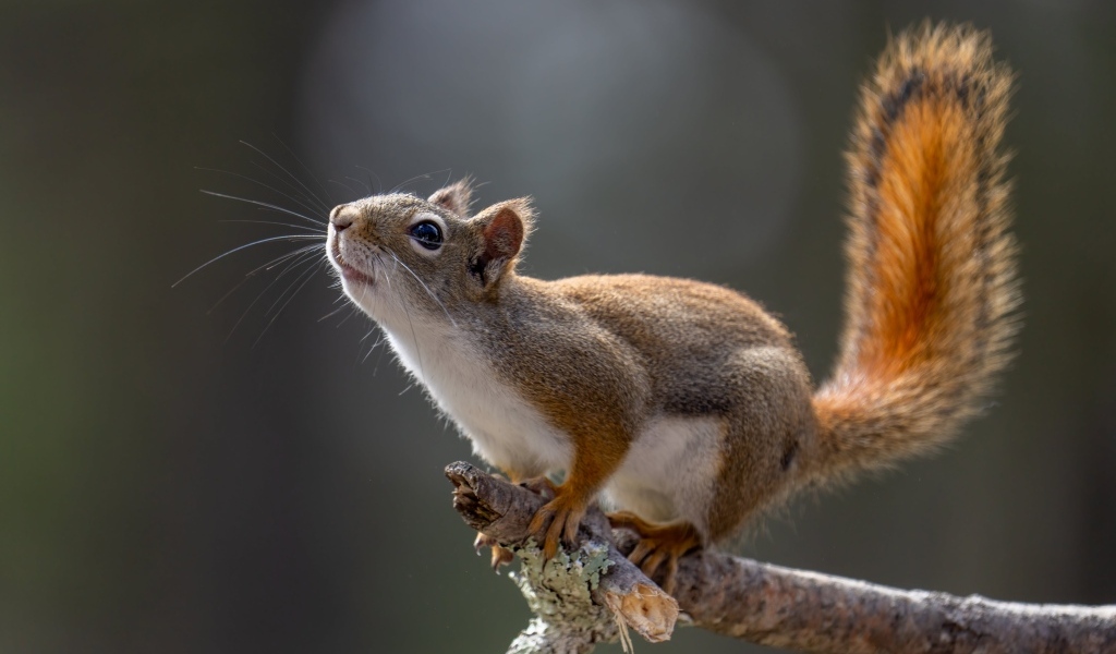 Любопытная белка сидит на ветке дерева