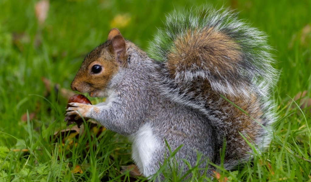 Пушистая серая белка с орехом в траве