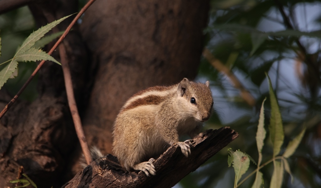 Маленький бурундук сидит на ветке