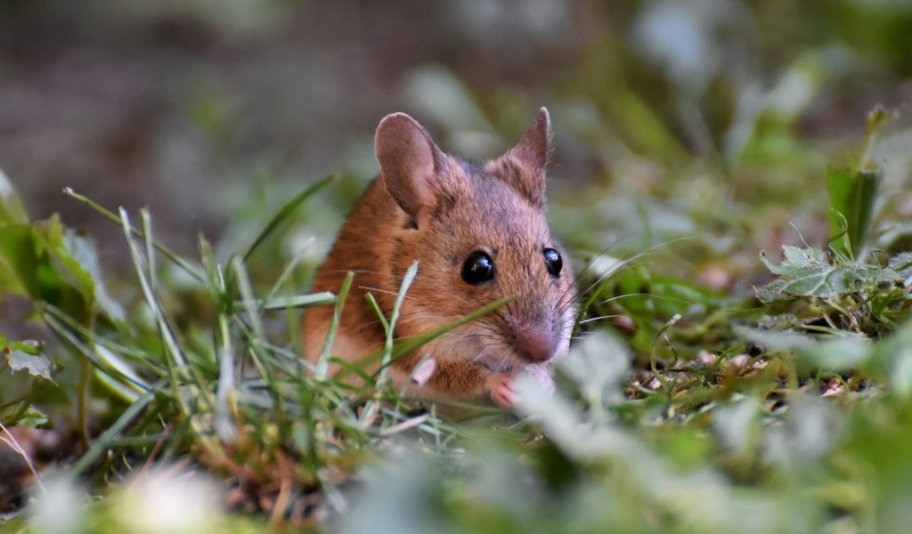 Маленькая мышь полевка сидит в траве