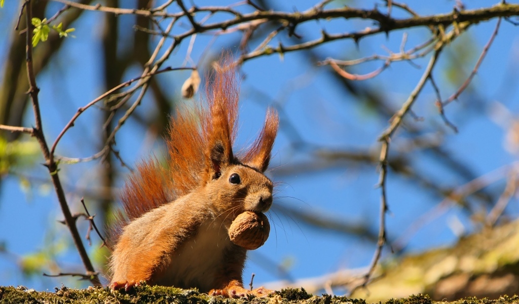 Рыжая белка с грецким орехом на ветке