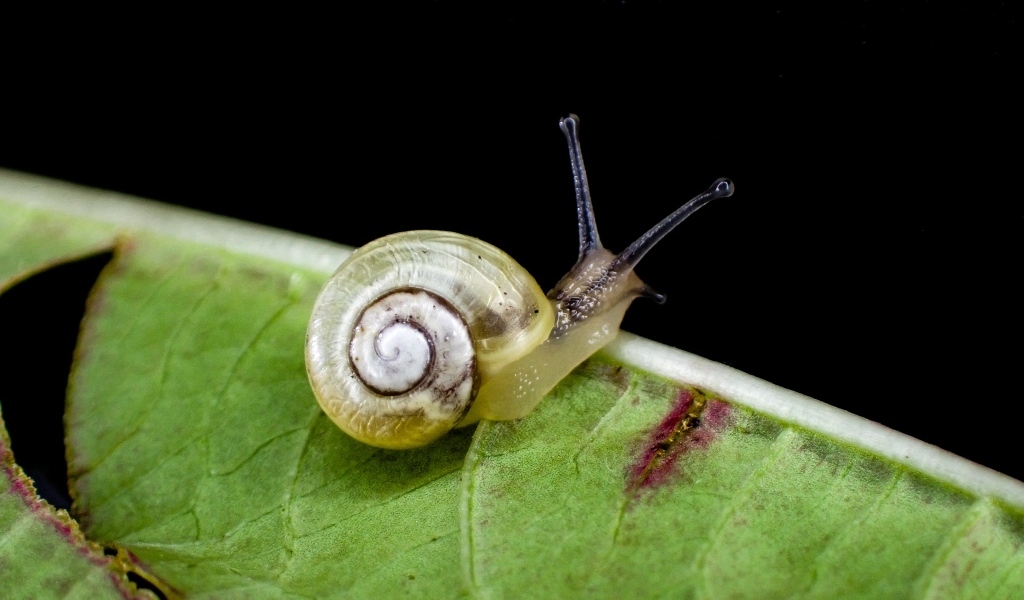 Маленькая улитка сидит на зеленом листке