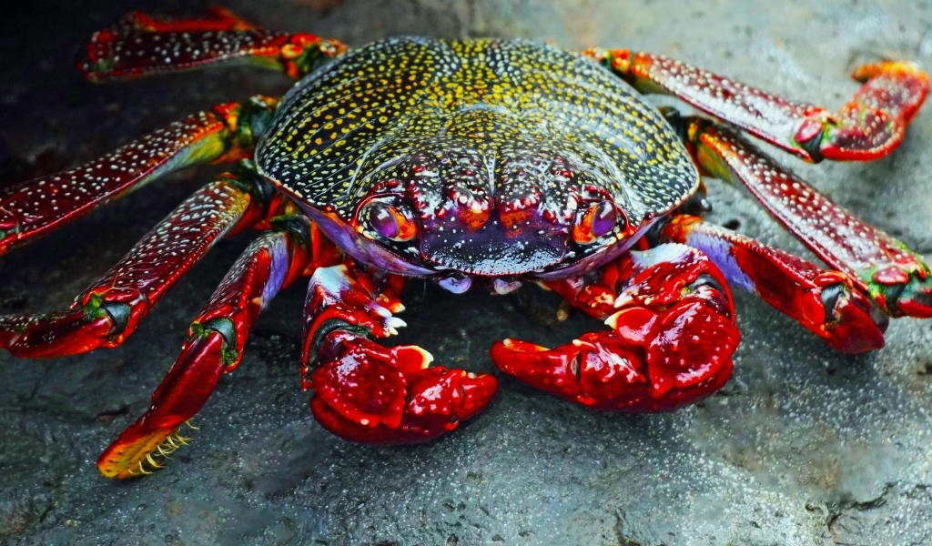 Большой краб с красными щупальцами