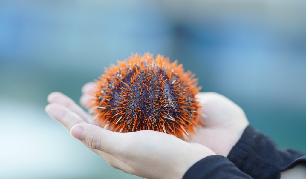 Морской еж в ладонях