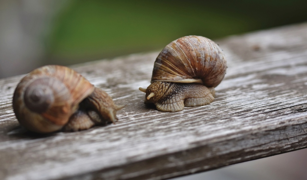 Две большие улитки сидят на доске