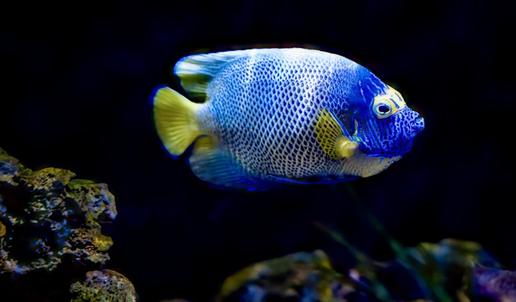 Рыба голуболицый ангел в воде