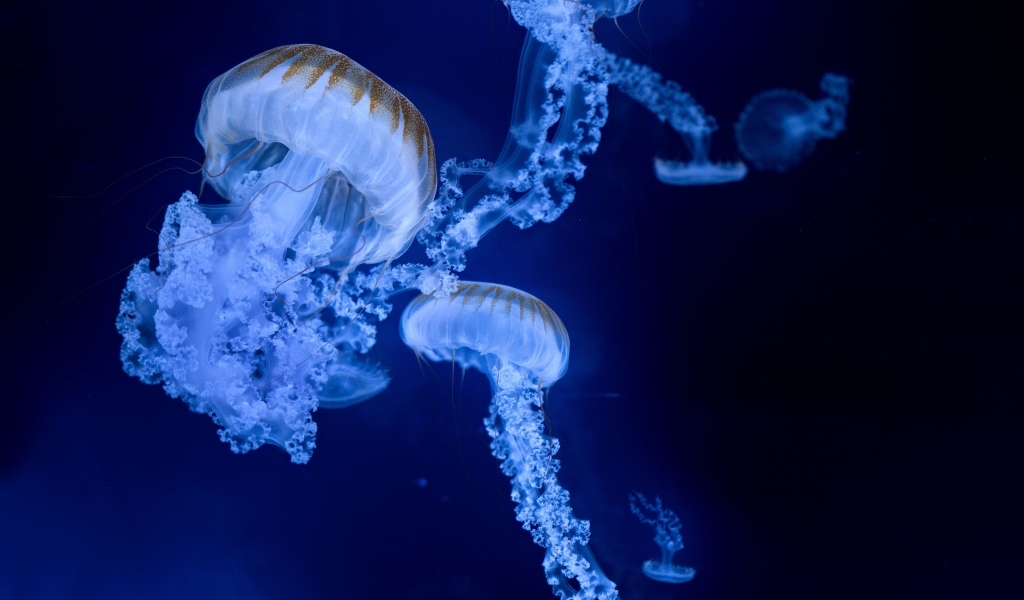 Голубые медузы на синем фоне