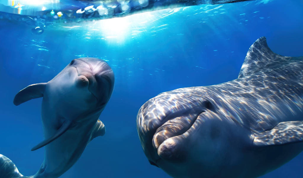 Веселые дельфины плавают в воде