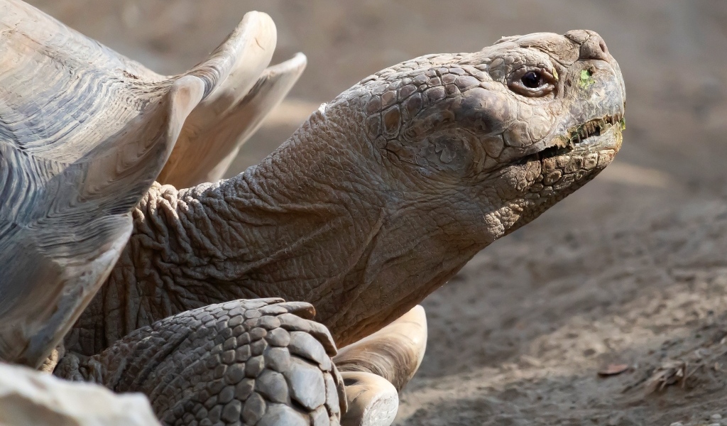 Большая шпороносная черепаха крупным планом