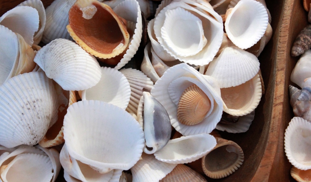 Много морских ракушек крупным планом