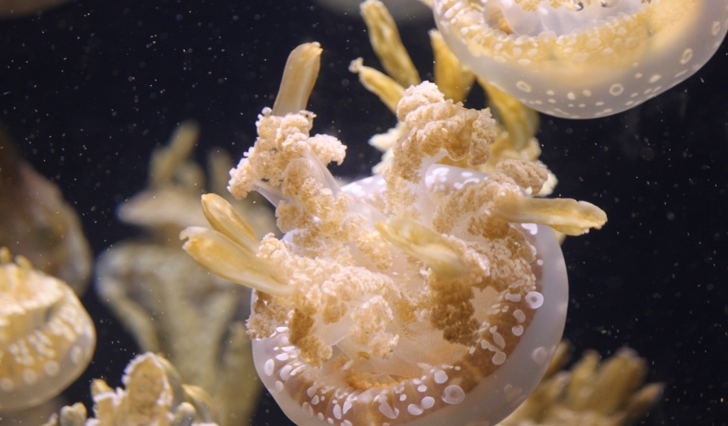 Белые медузы плавают в воде