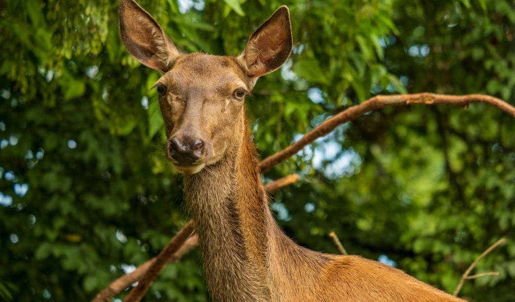 Большая коричневая олениха
