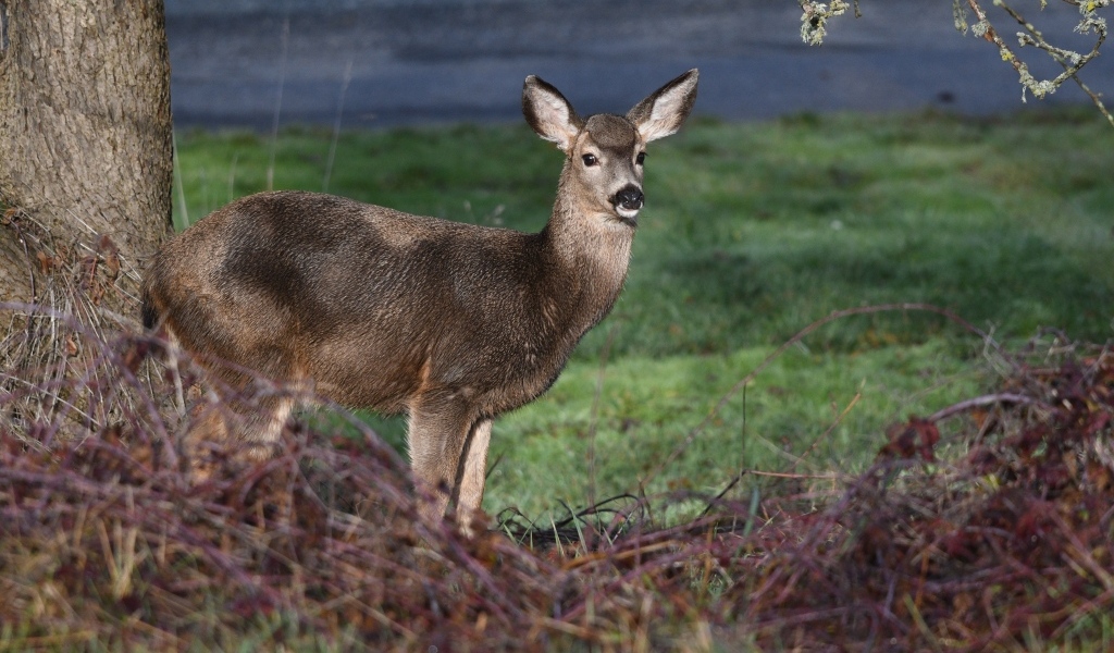 Олень стоит у дерева в лесу