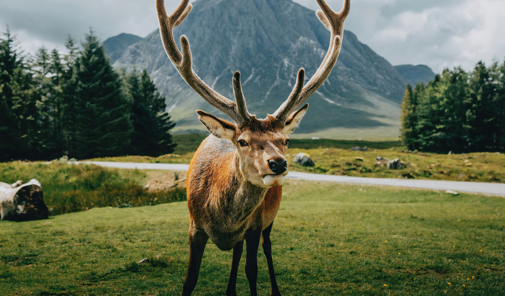Олень с большими рогами на фоне гор