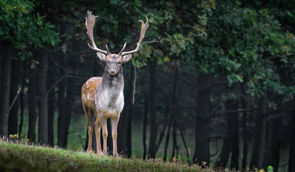 Большой олень с ветвистыми рогами
