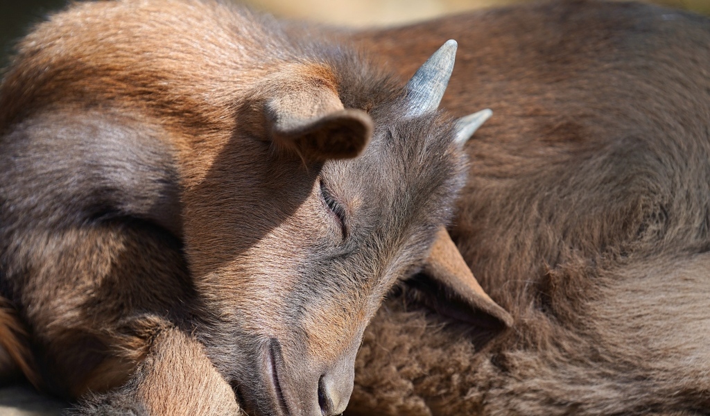 Маленький коричневый спящий козленок