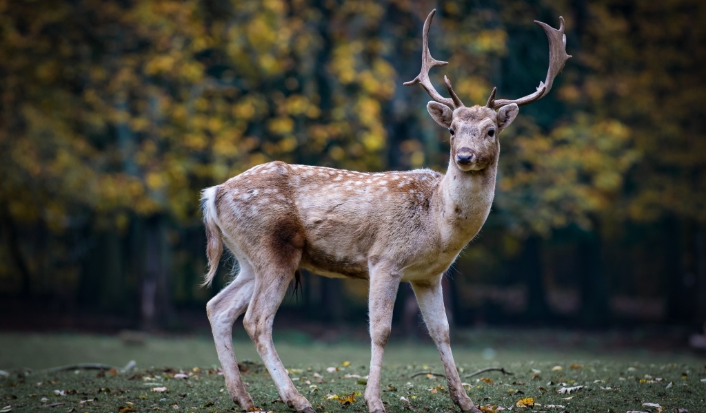 Пятнистый олень с большими рогами в парке