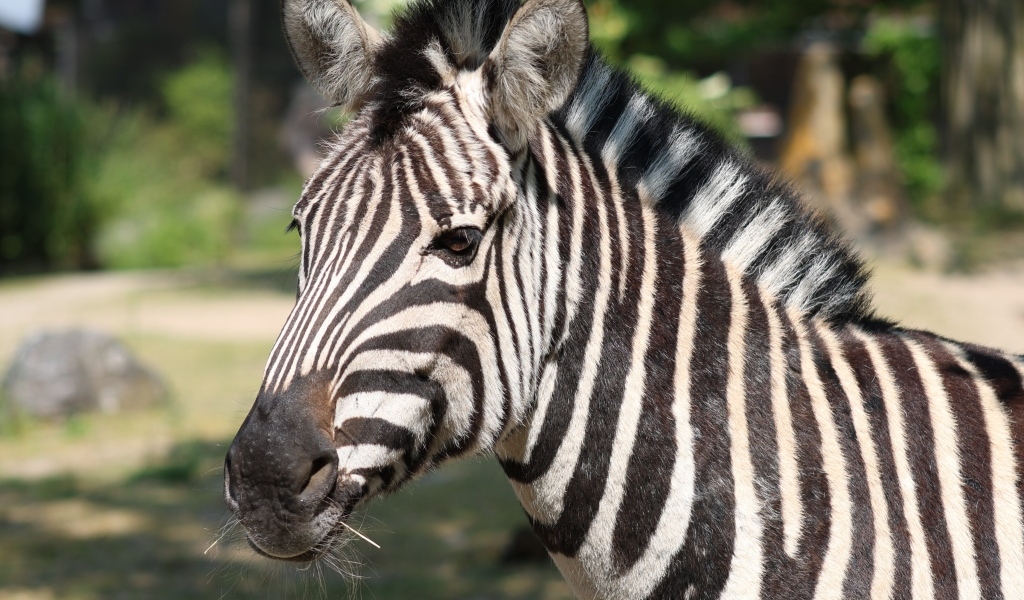 Полосатая зебра с гривой вблизи