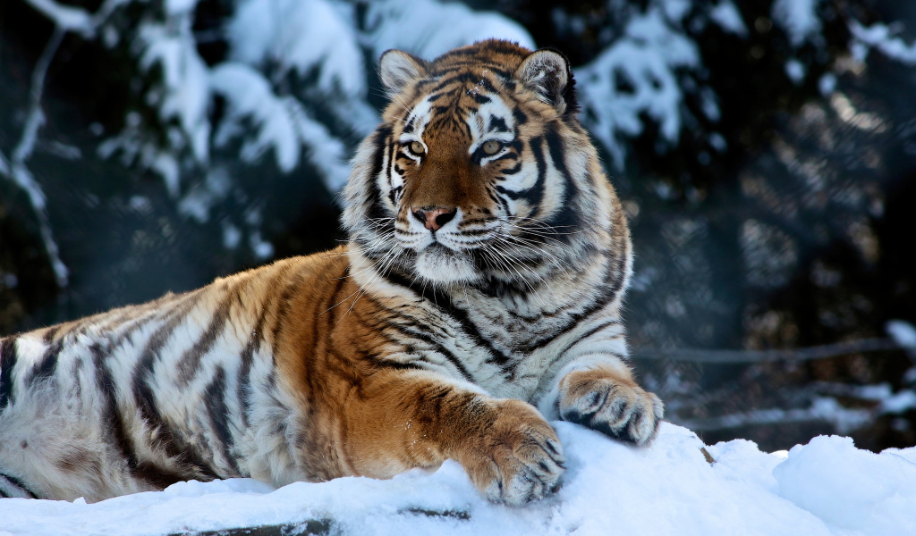 Большой амурский тигр лежит на заснеженном камне