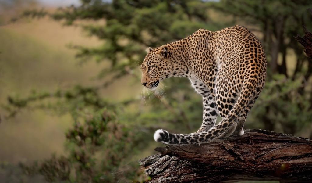 Большой пятнистый леопард стоит на сухом дереве