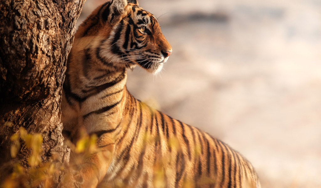 Большой полосатый тигр стоит у дерева