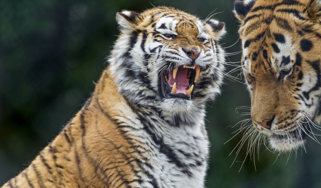 Битва больших полосатых тигров