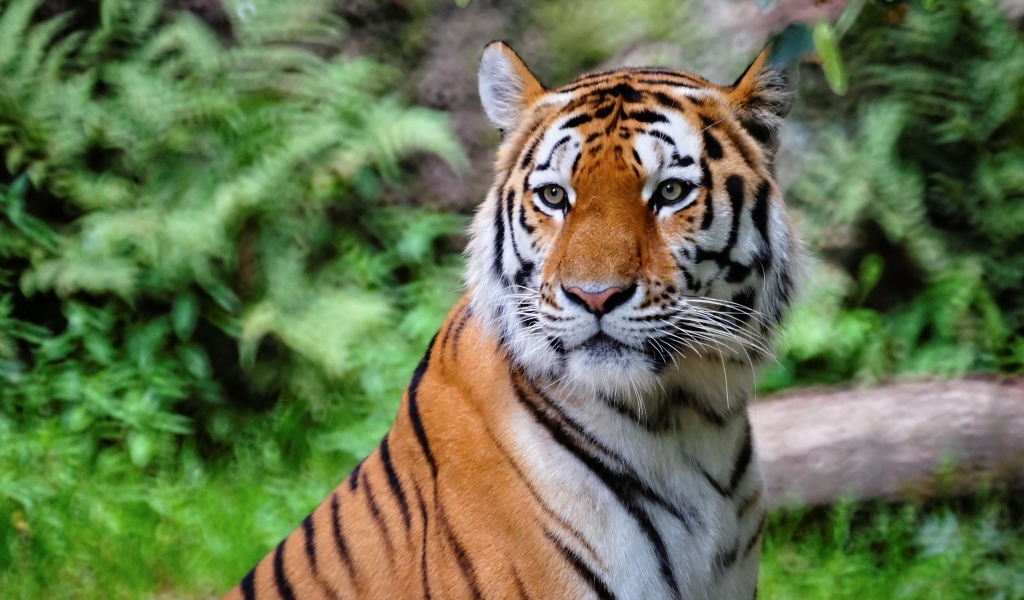 Красивый полосатый тигр в зоопарке