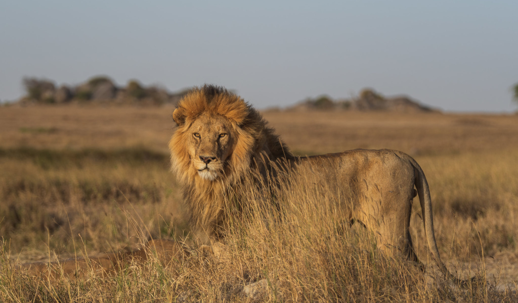 Большой лев в саванне в лучах солнца