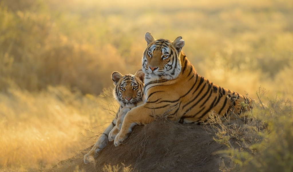 Большая тигрица с детенышем 