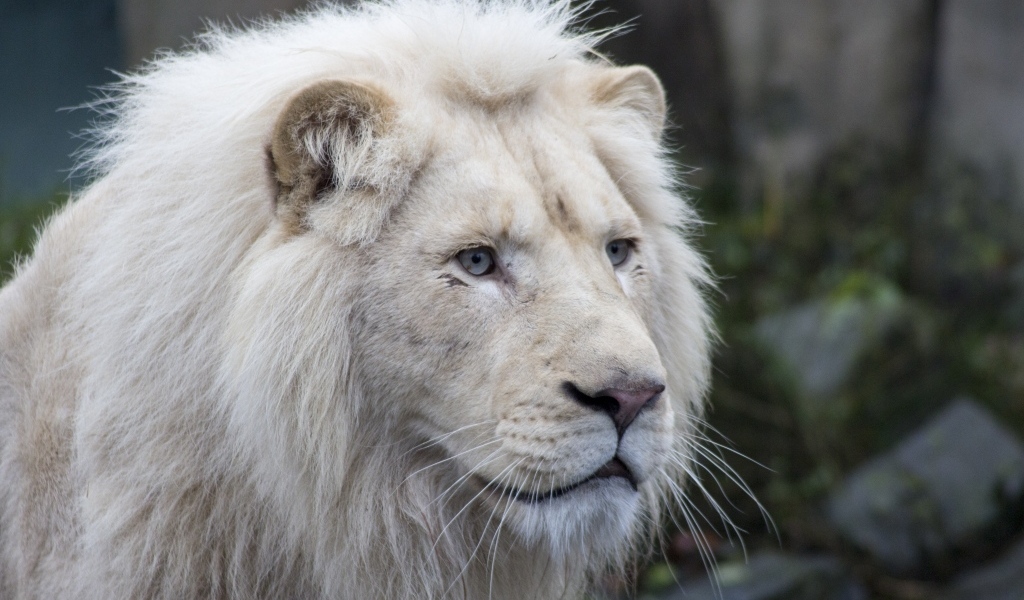 Большой белый голубоглазый лев