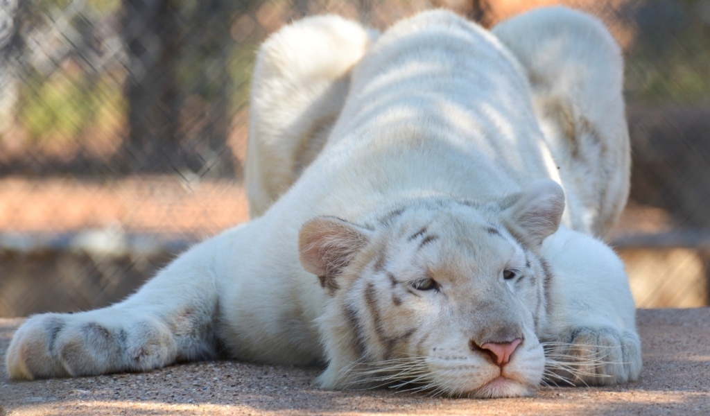 Большой белый тигр в зоопарке