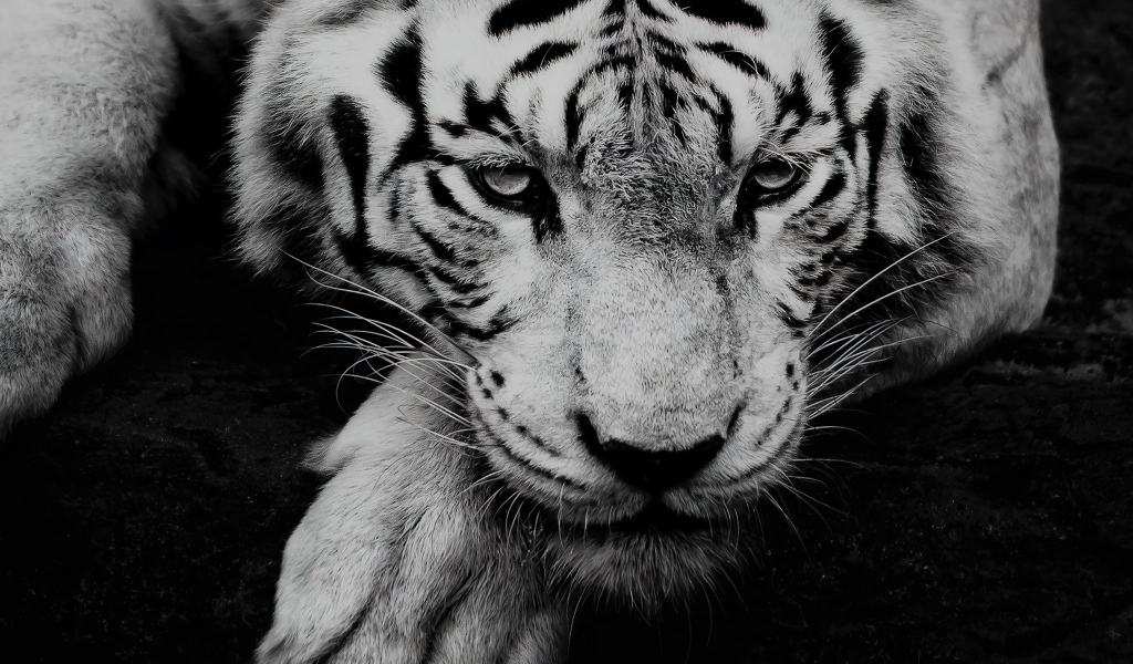 Большой белый тигр с грустной мордой