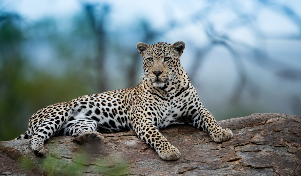 Большой африканский леопард лежит на дереве