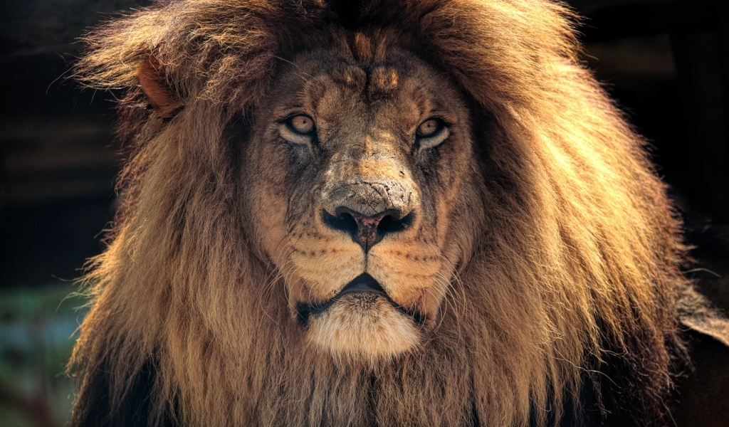Большой лев с пышной гривой