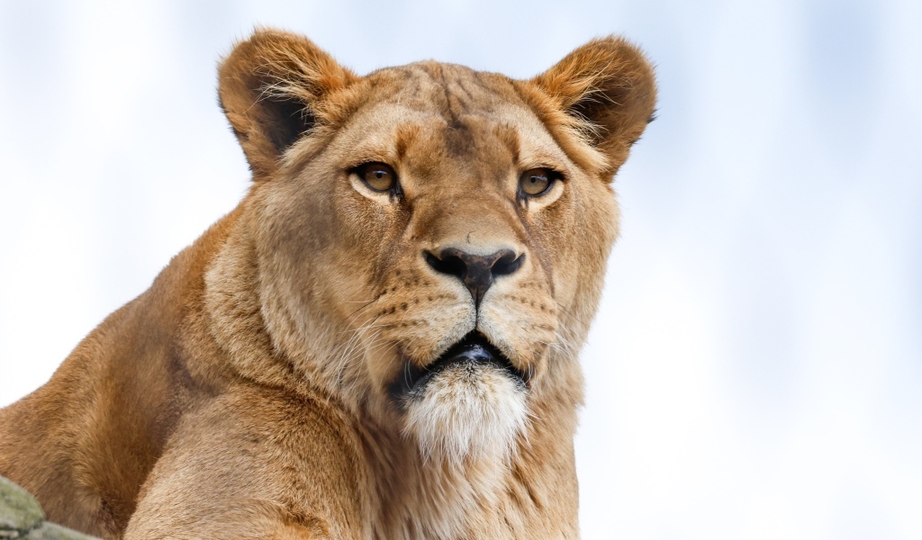 Большая львица на фоне голубого неба