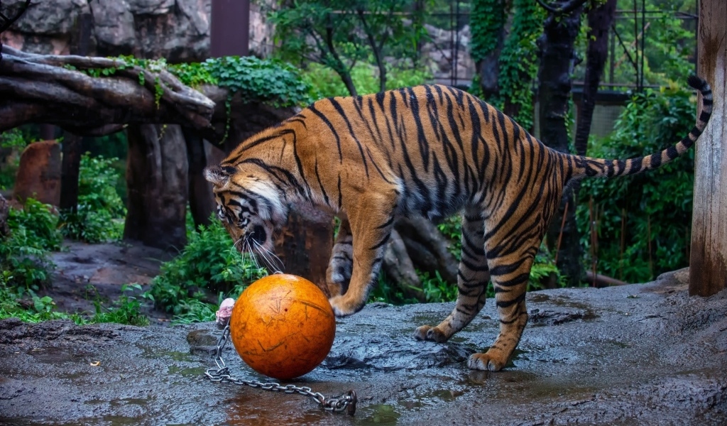 Большой полосатый тигр играет с мячом в зоопарке