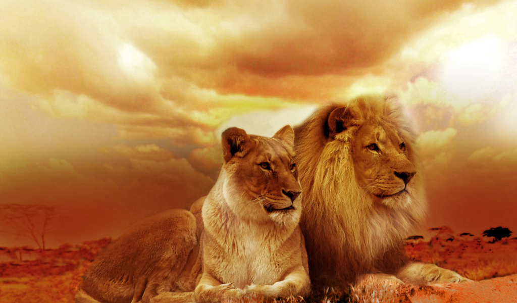 Лев и львица на фоне красивого неба в Африке