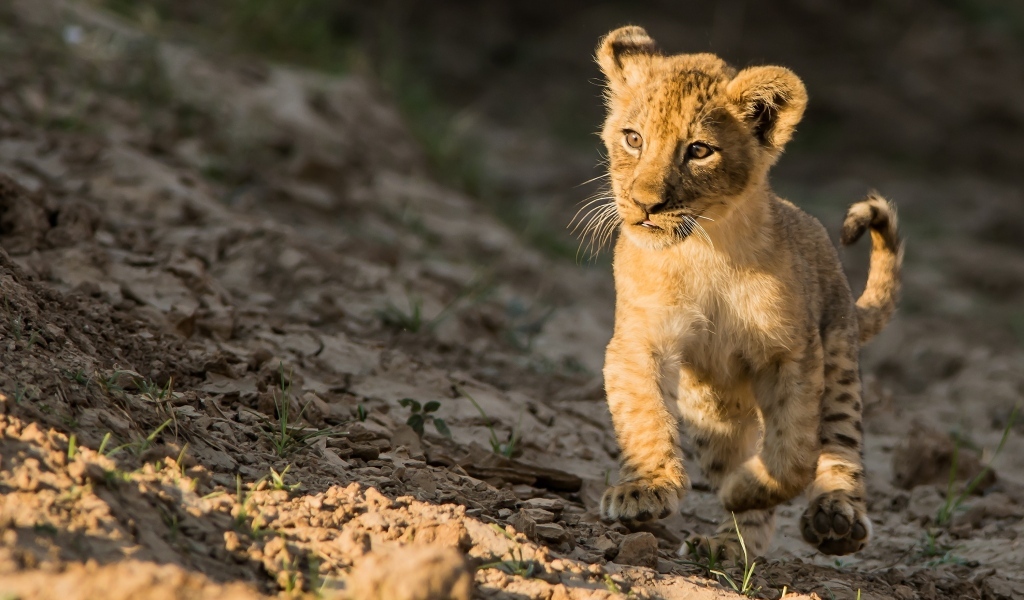 Маленький милый львенок бежит по земле