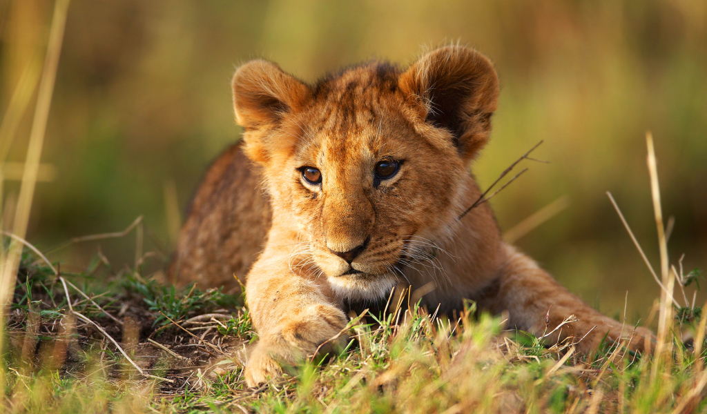 Маленький львенок лежит на зеленой траве