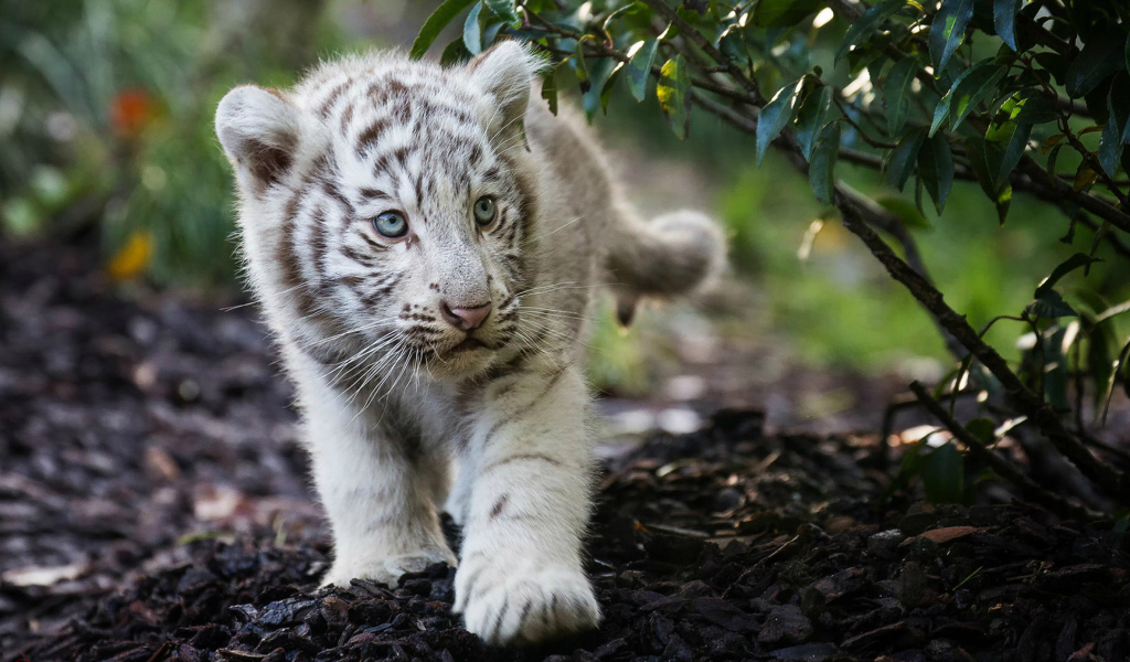 Маленький полосатый белый тигренок 