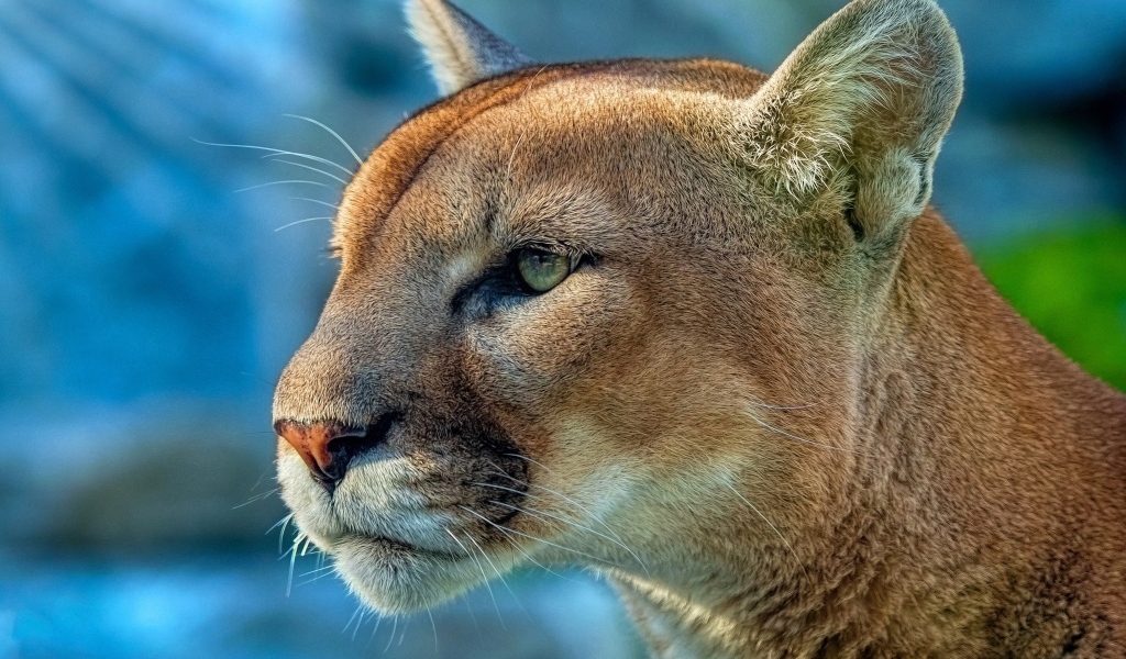 Морда зеленоглазой пумы крупным планом