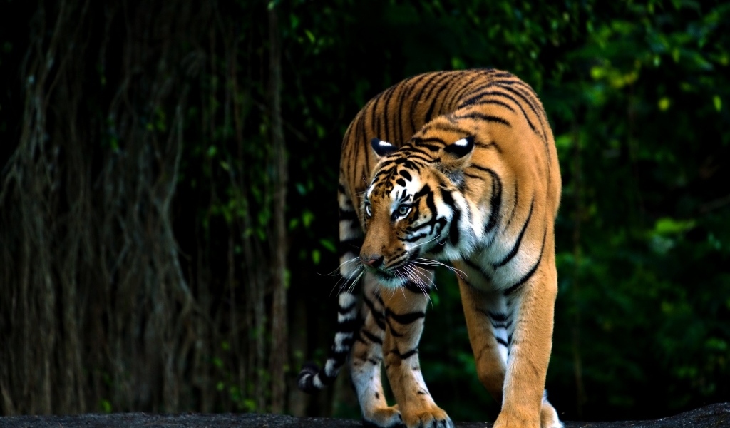 Полосатый бенгальский тигр в зоопарке