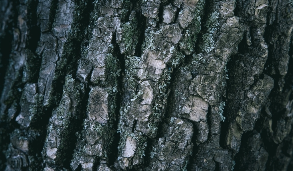 Старая кора дерева для фона