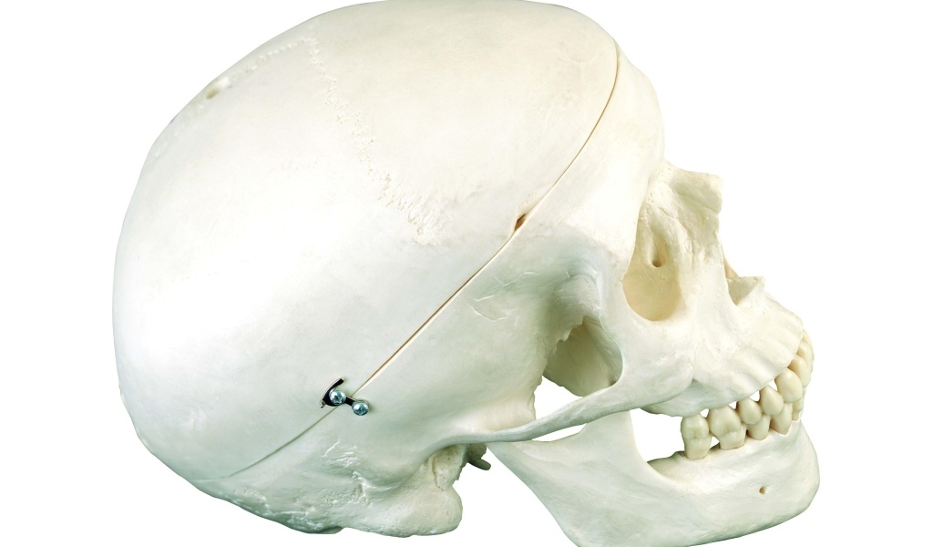 Шкатулка из черепа человека на белом фоне