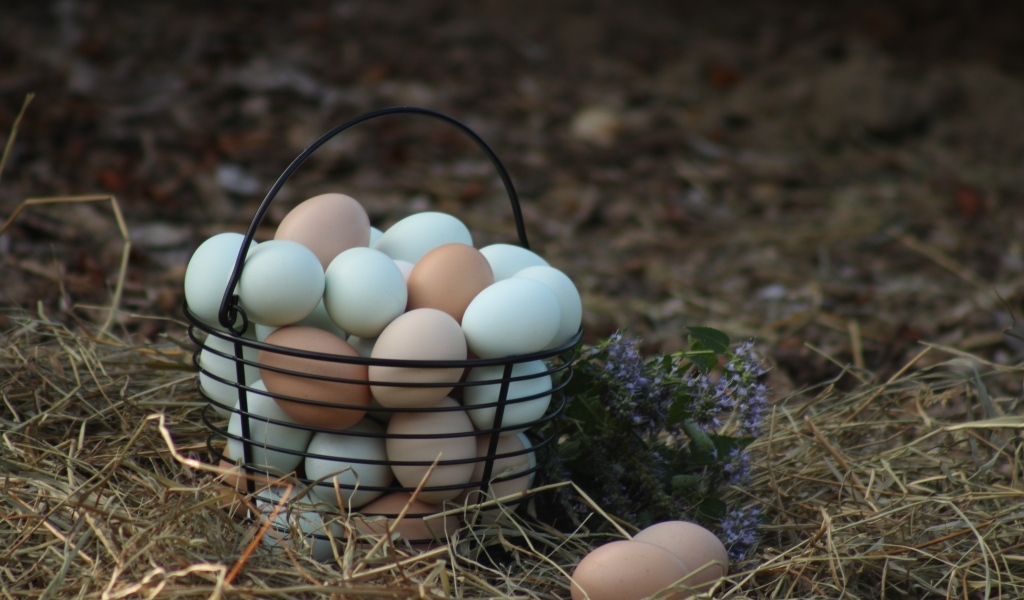 Корзина домашних куриных яиц на сене