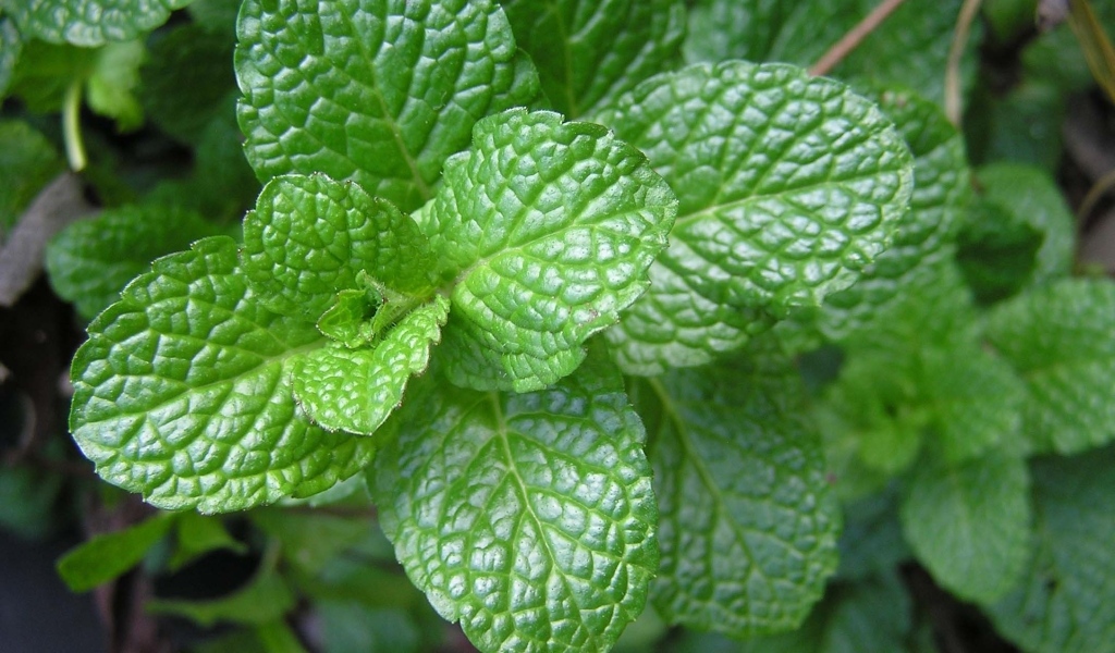 Ароматная свежая зеленая мята крупным планом