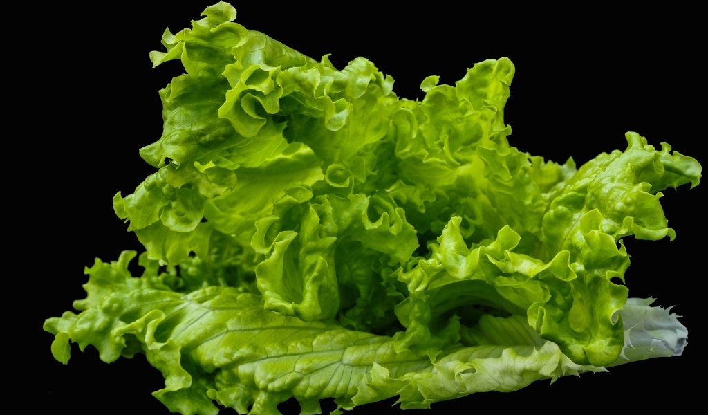 Зеленые листья салата на черном фоне крупным планом